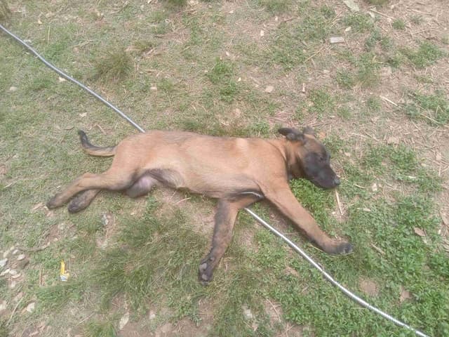 The Rebel Ranch - Belgian Malinois Puppies in N.E. MS media 6