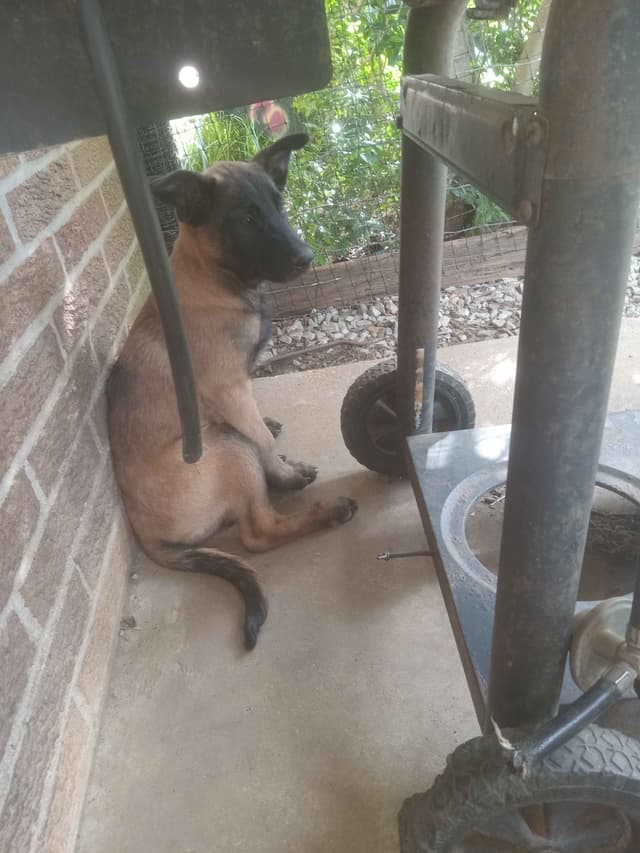 The Rebel Ranch - Belgian Malinois Puppies in N.E. MS media 7