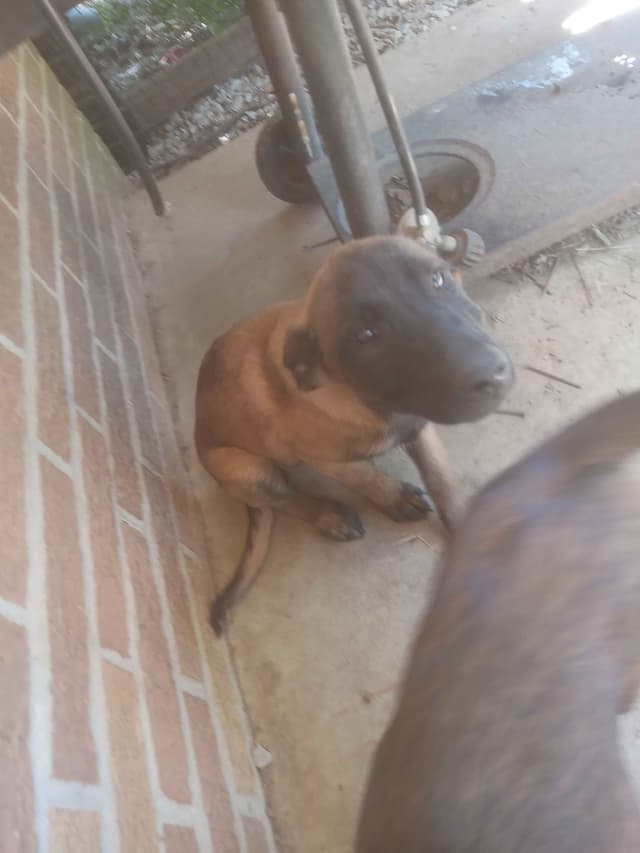 The Rebel Ranch - Belgian Malinois Puppies in N.E. MS media 8