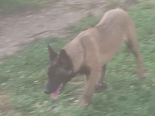 The Rebel Ranch - Belgian Malinois Puppies in N.E. MS media 20