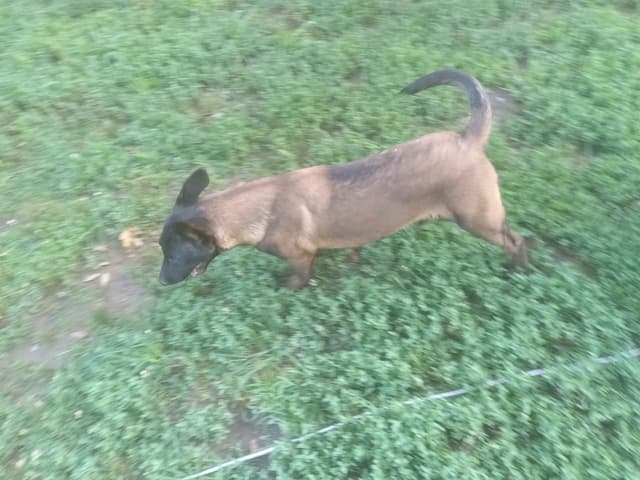 The Rebel Ranch - Belgian Malinois Puppies in N.E. MS media 22