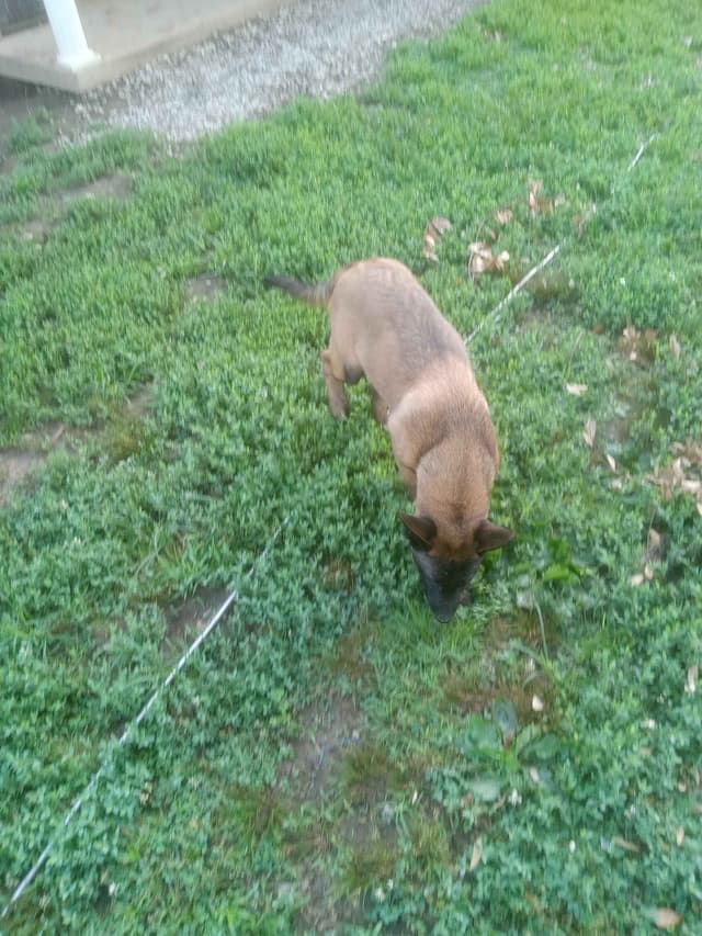 The Rebel Ranch - Belgian Malinois Puppies in N.E. MS media 23