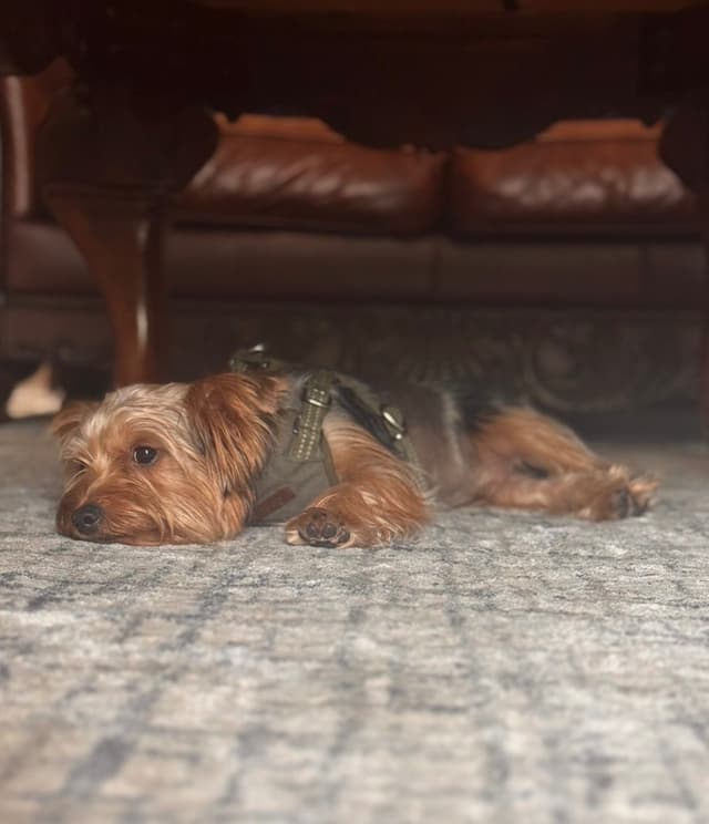 Yorkshire Terrier Puppies media 2
