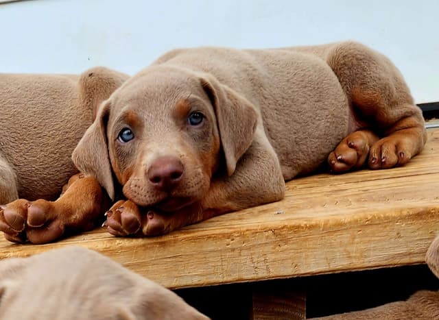 Fawn Doberman Pinscher Female media 2