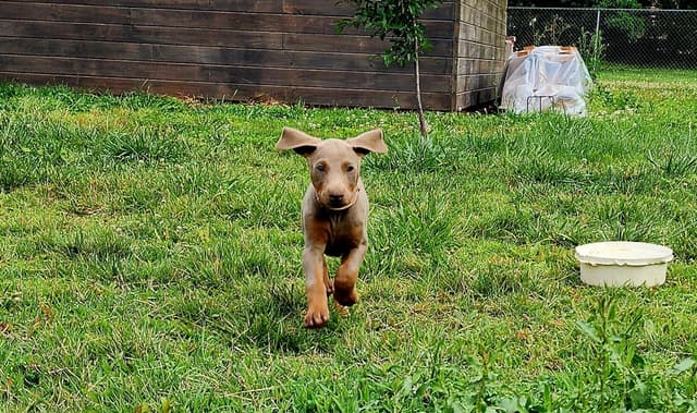 Fawn Doberman Pinscher Female media 3