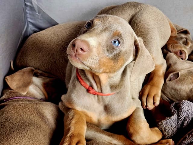 Fawn Doberman Pinscher Female media 4