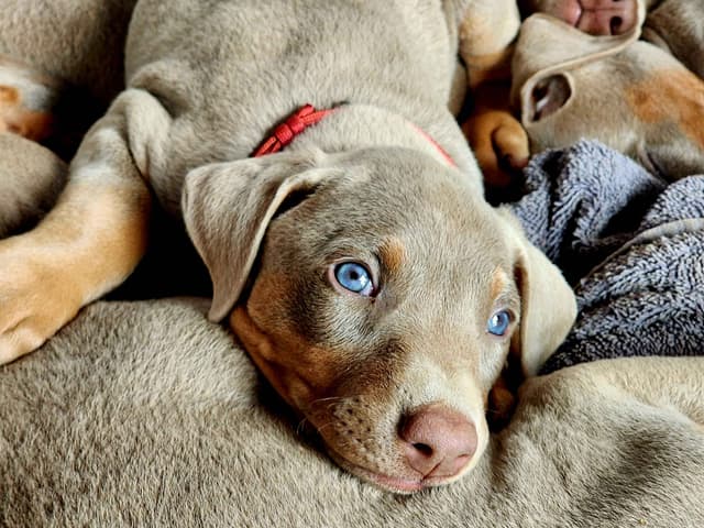 Fawn Doberman Pinscher Female media 5