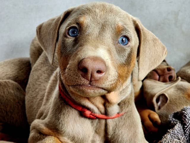 Fawn Doberman Pinscher Female media 6
