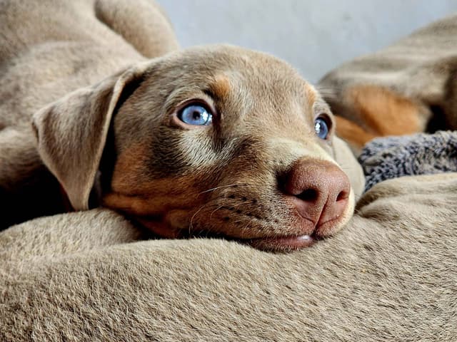 Fawn Doberman Pinscher Female media 7