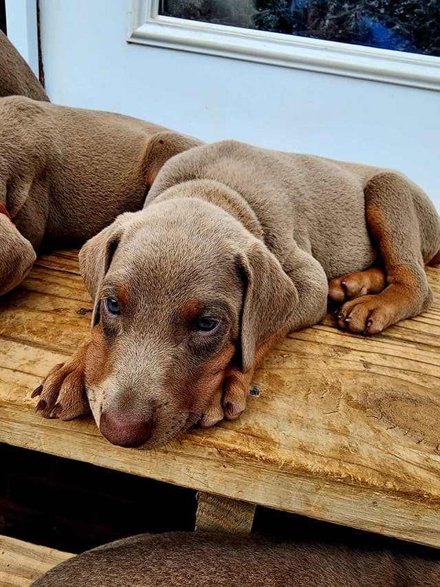 Fawn Doberman Pinscher Female media 9
