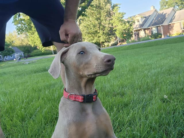 Fawn Doberman Pinscher Female media 10