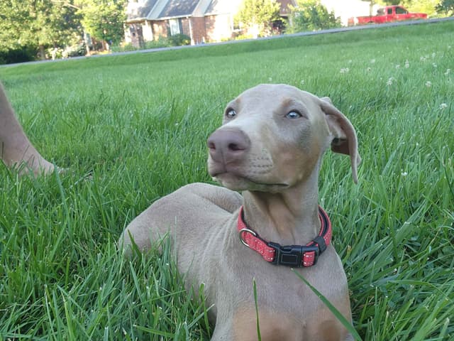 Fawn Doberman Pinscher Female media 11