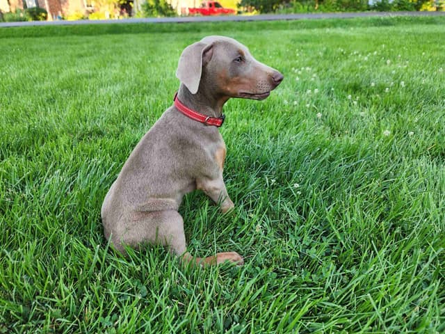 Fawn Doberman Pinscher Female media 12