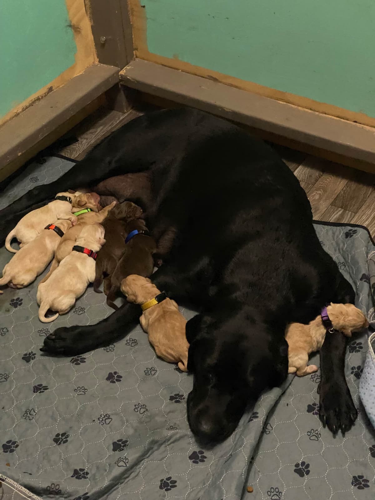 Labrador Retriever Puppies breeder image 2