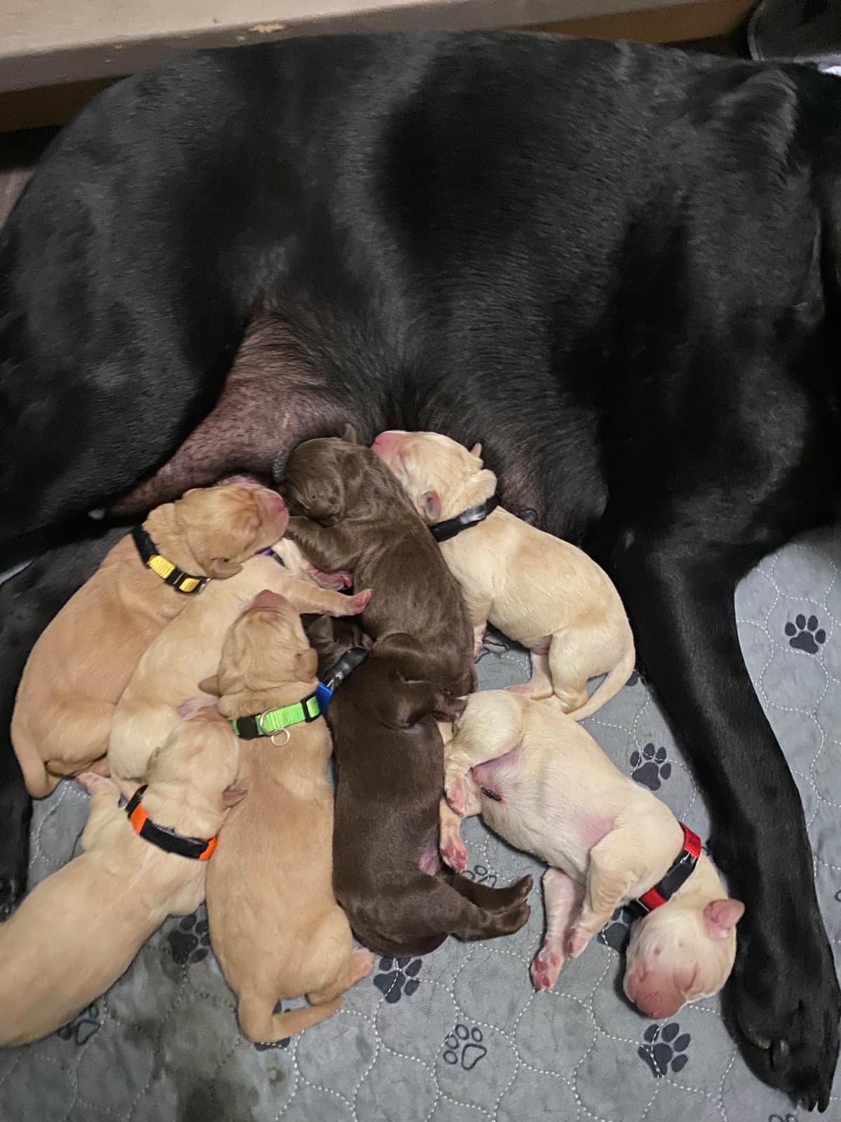 Labrador Retriever Puppies breeder image 3