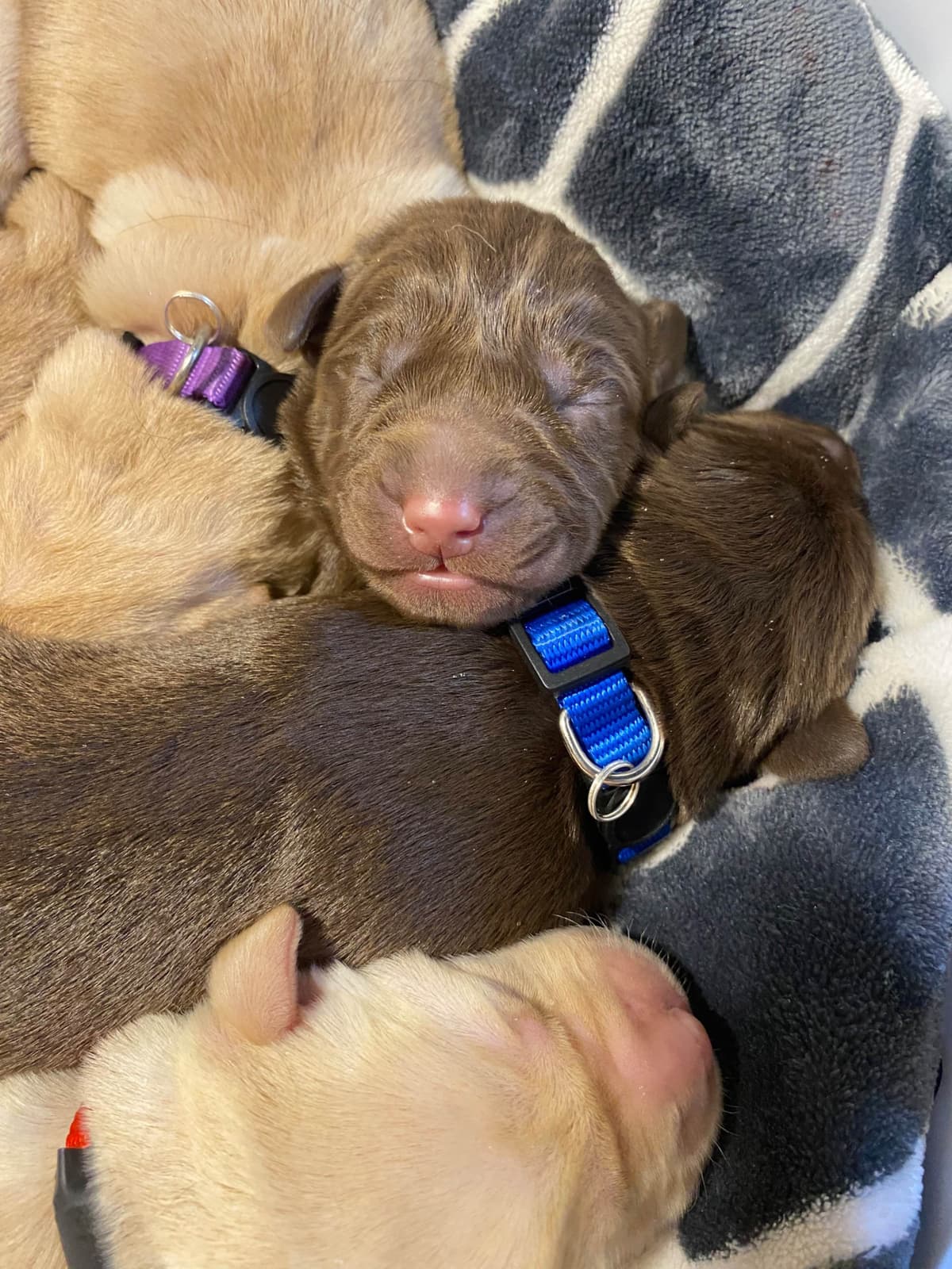 Labrador Retriever Puppies breeder image 4