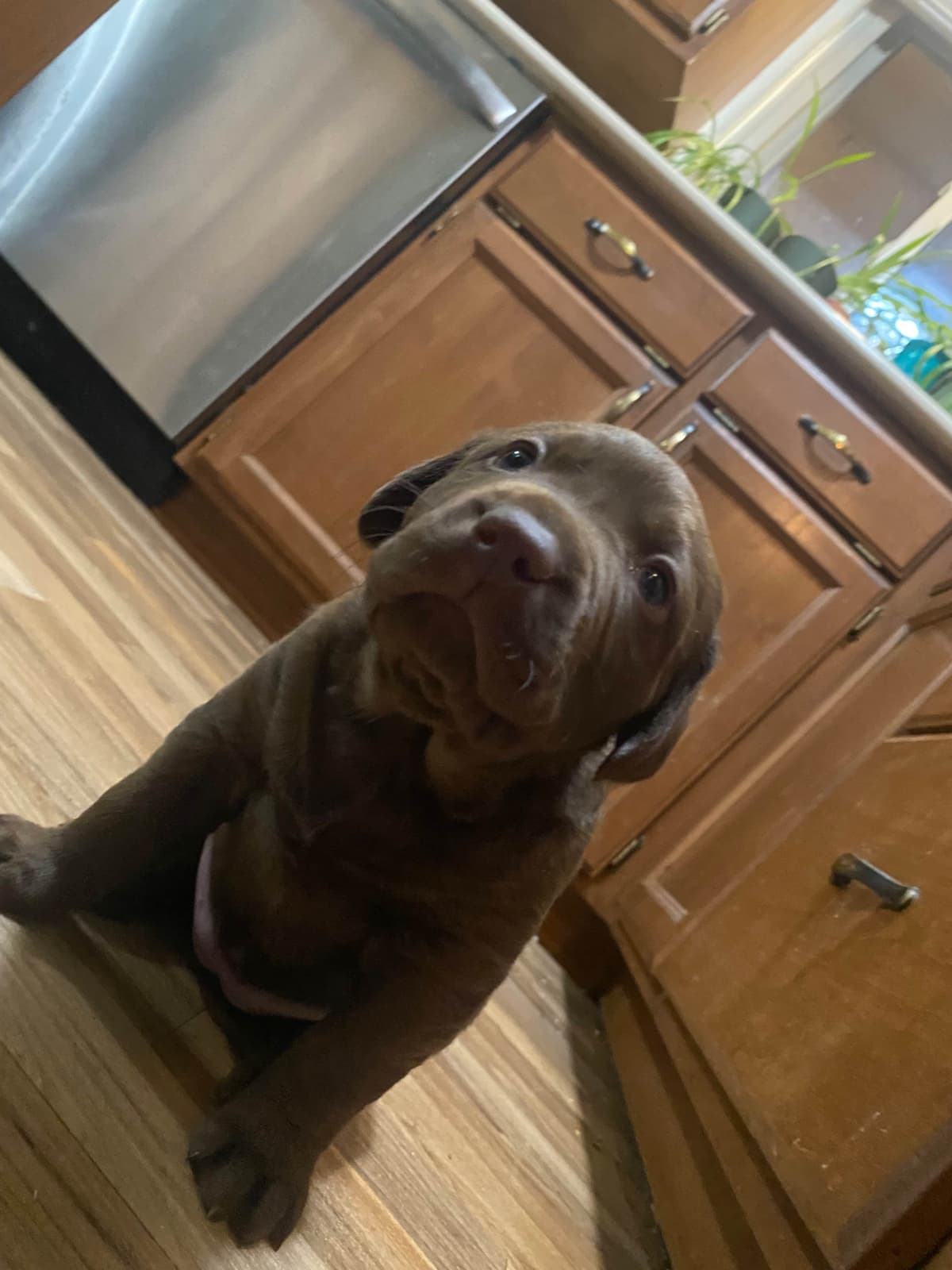 Labrador Retriever Puppies breeder image 5