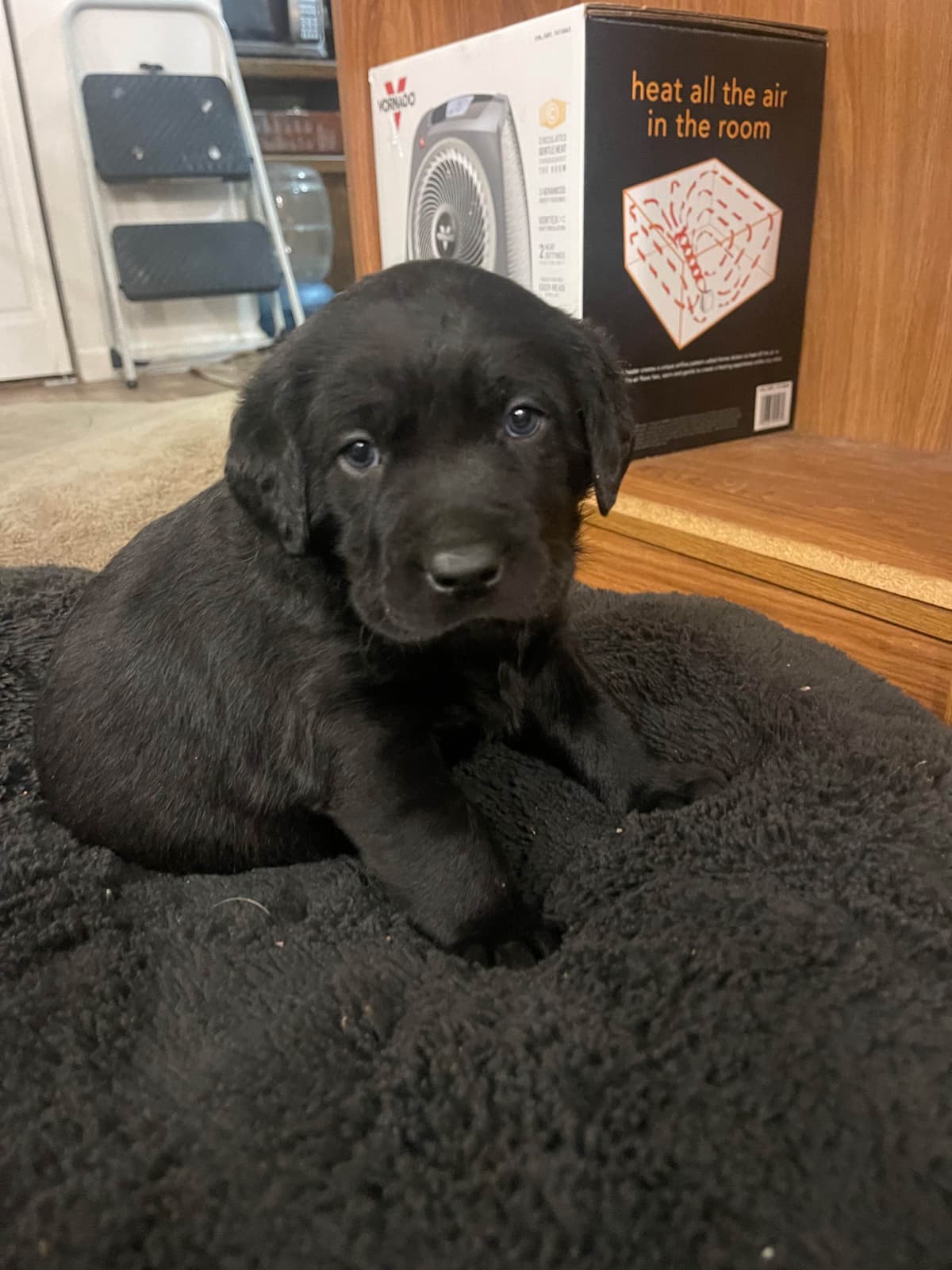 Labrador Retriever Puppies breeder image 6