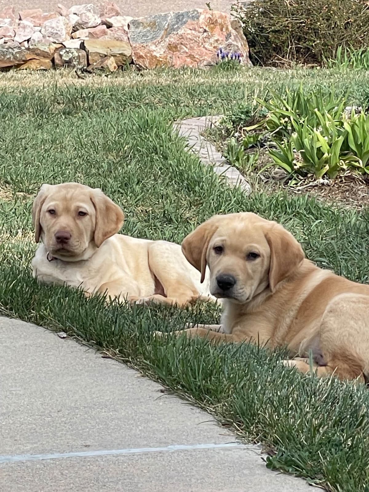 Labrador Retriever Puppies breeder image 7