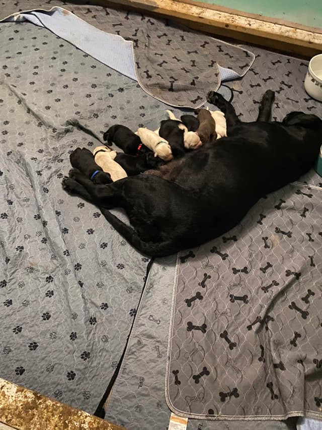 Labrador Retriever Puppies media 4