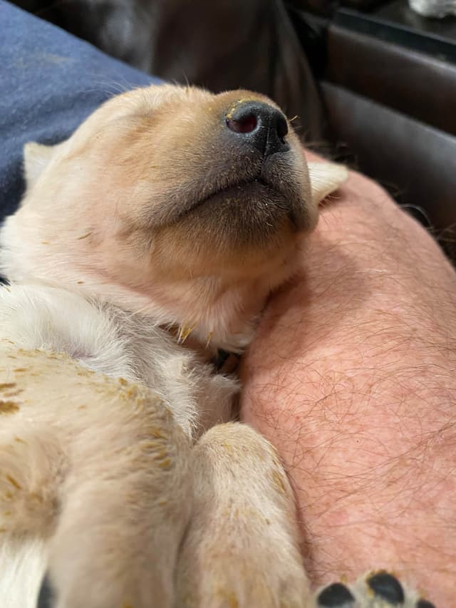 Labrador Retriever Puppies media 5