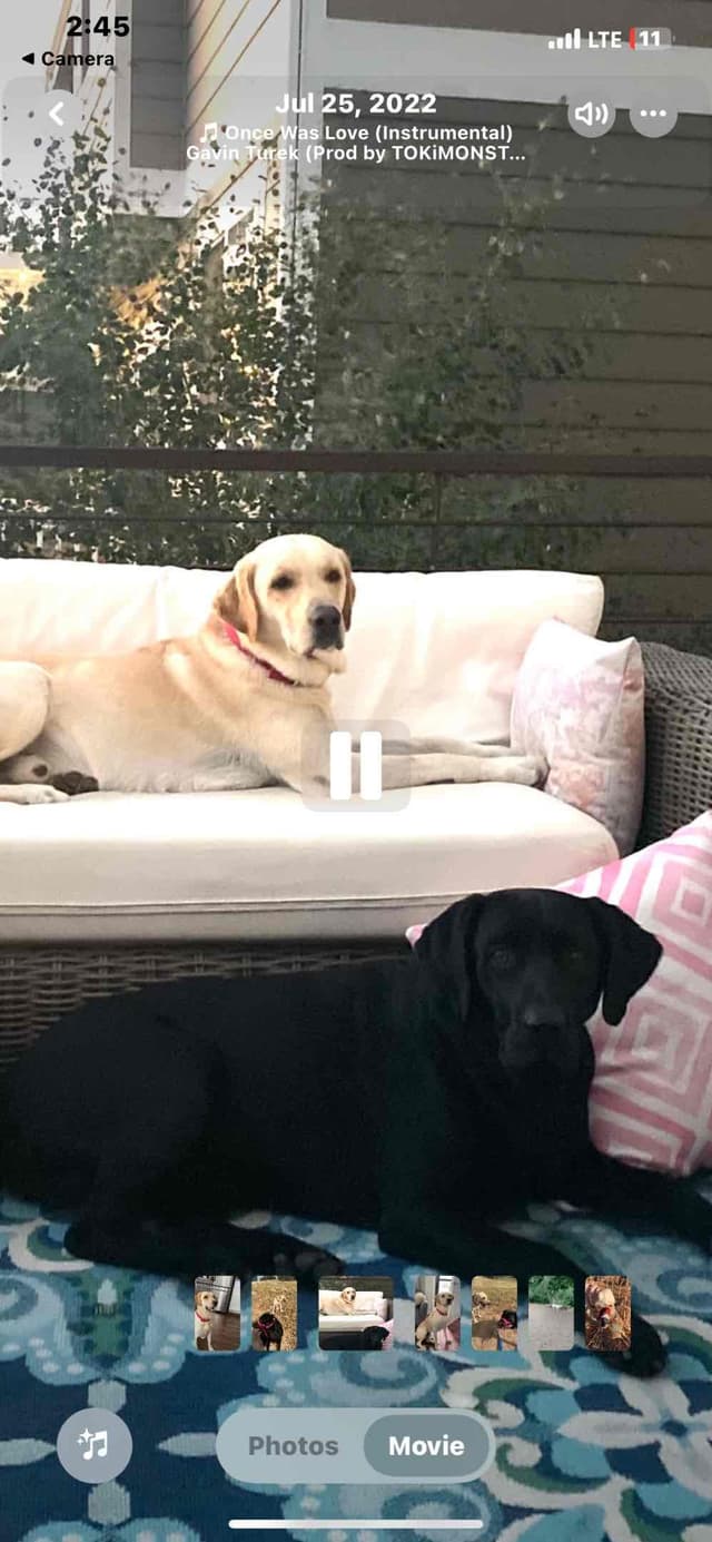 Labrador Retriever Puppies media 6