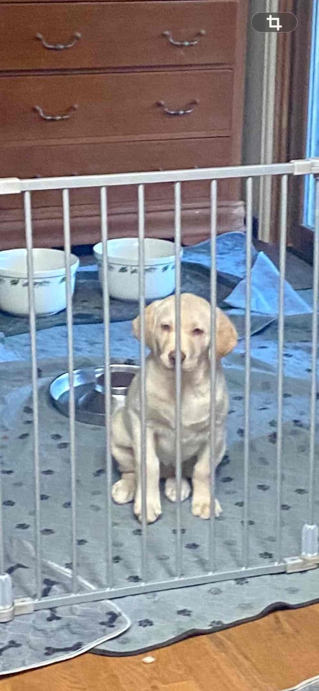 Labrador Retriever Puppies media 8