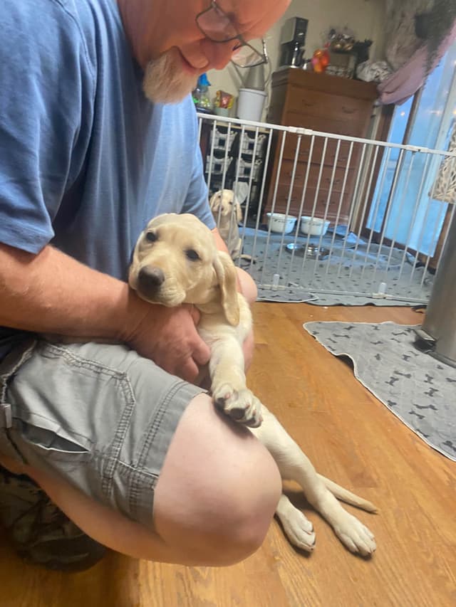 Labrador Retriever Puppies media 9