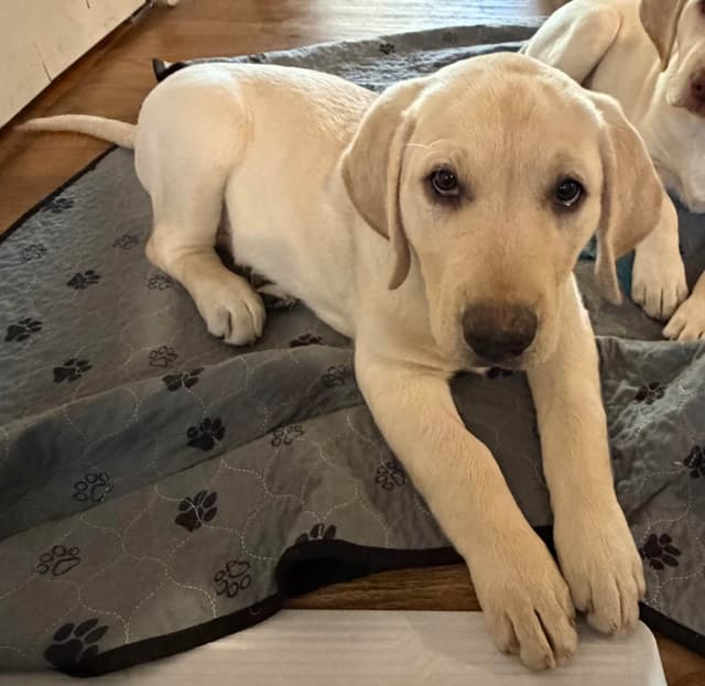 Labrador Retriever Puppies media 3