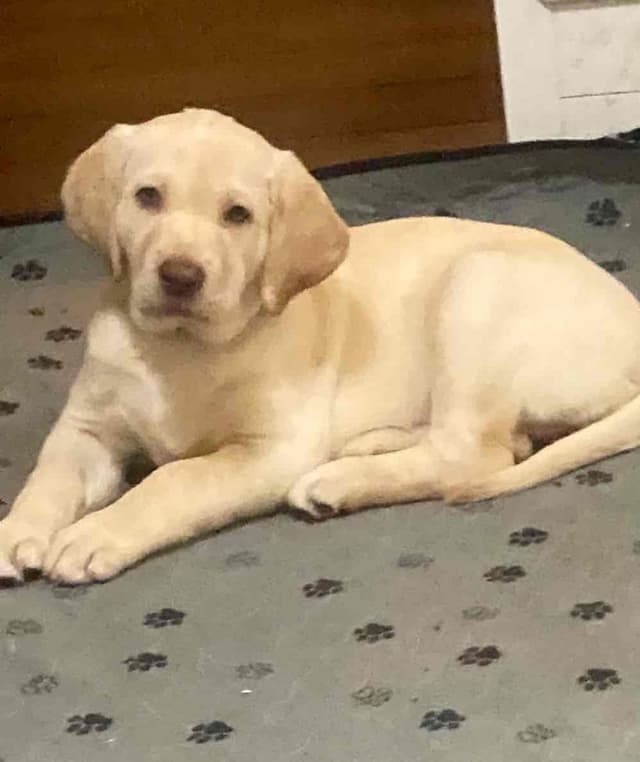 Labrador Retriever Puppies media 2