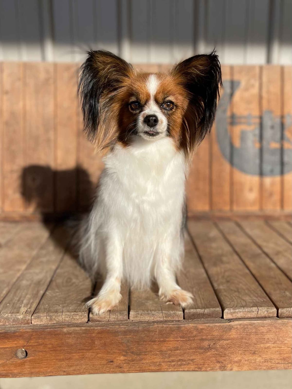 Papillon Puppies breeder image 5