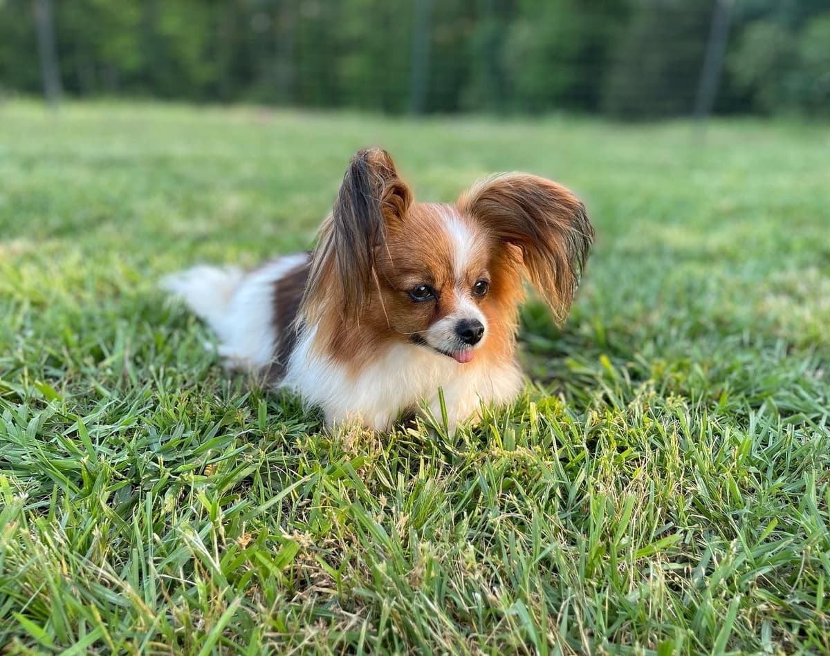 Papillon Puppies breeder image 7