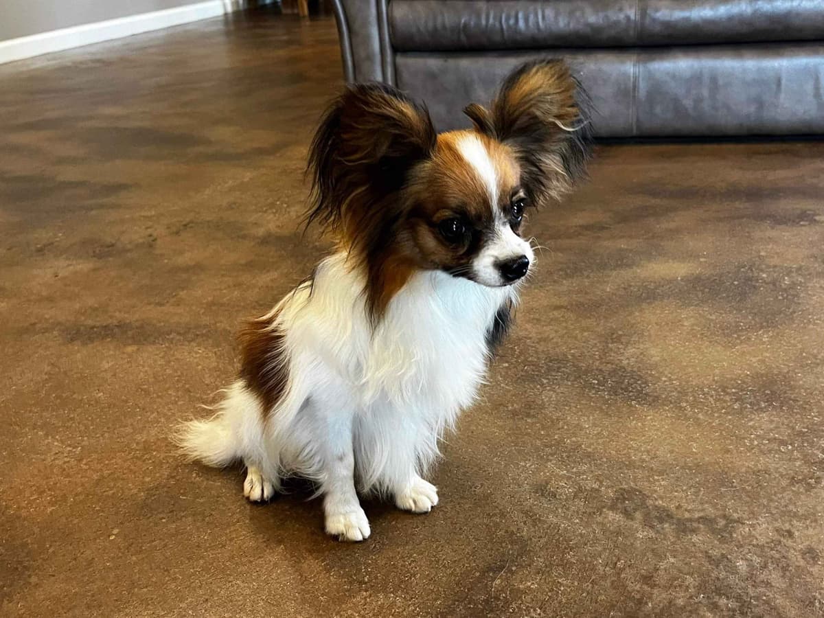 Papillon Puppies breeder image 8