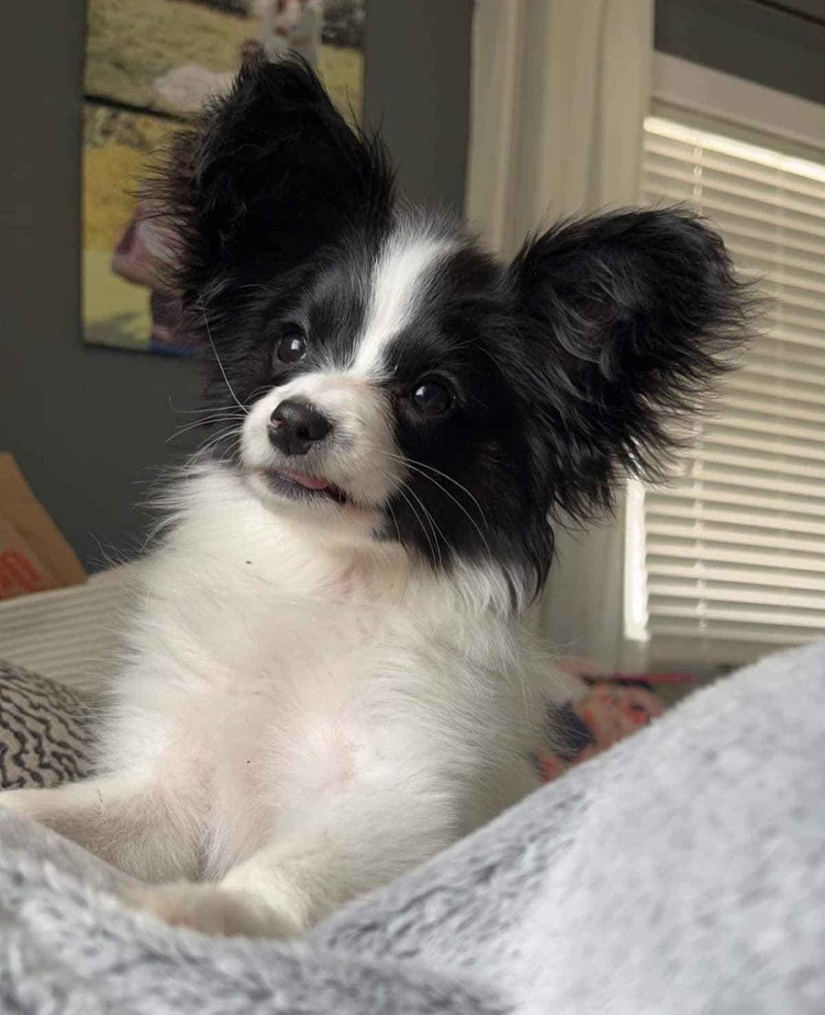 Papillon Puppies breeder image 9