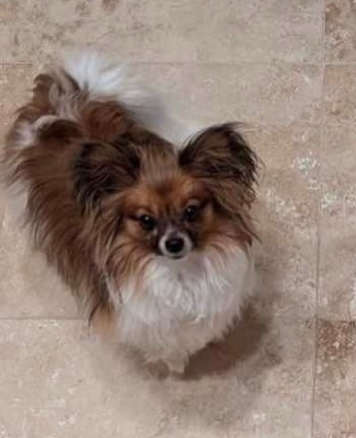 Papillon Puppies breeder image 3