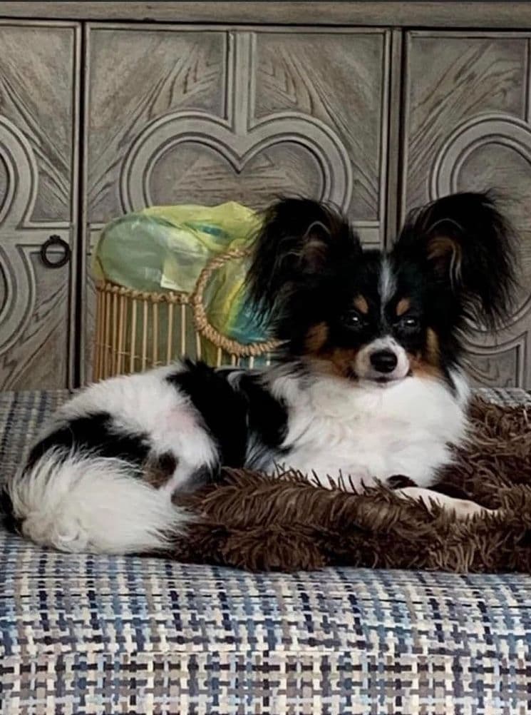 Papillon Puppies breeder image 6