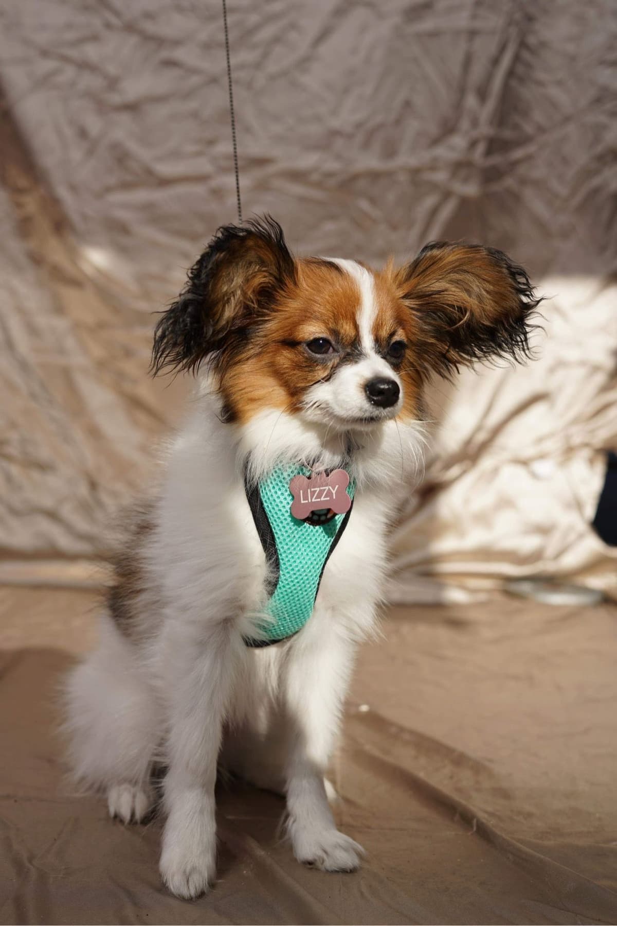 Papillon Puppies breeder image 11