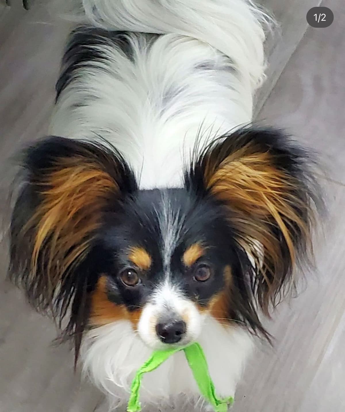 Papillon Puppies breeder image 2