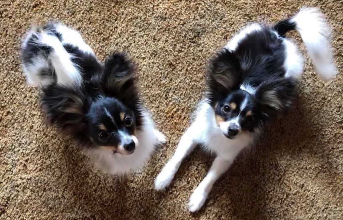 Papillon Puppies breeder image 12