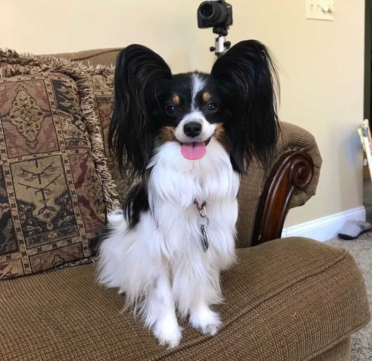 Papillon Puppies breeder image 1