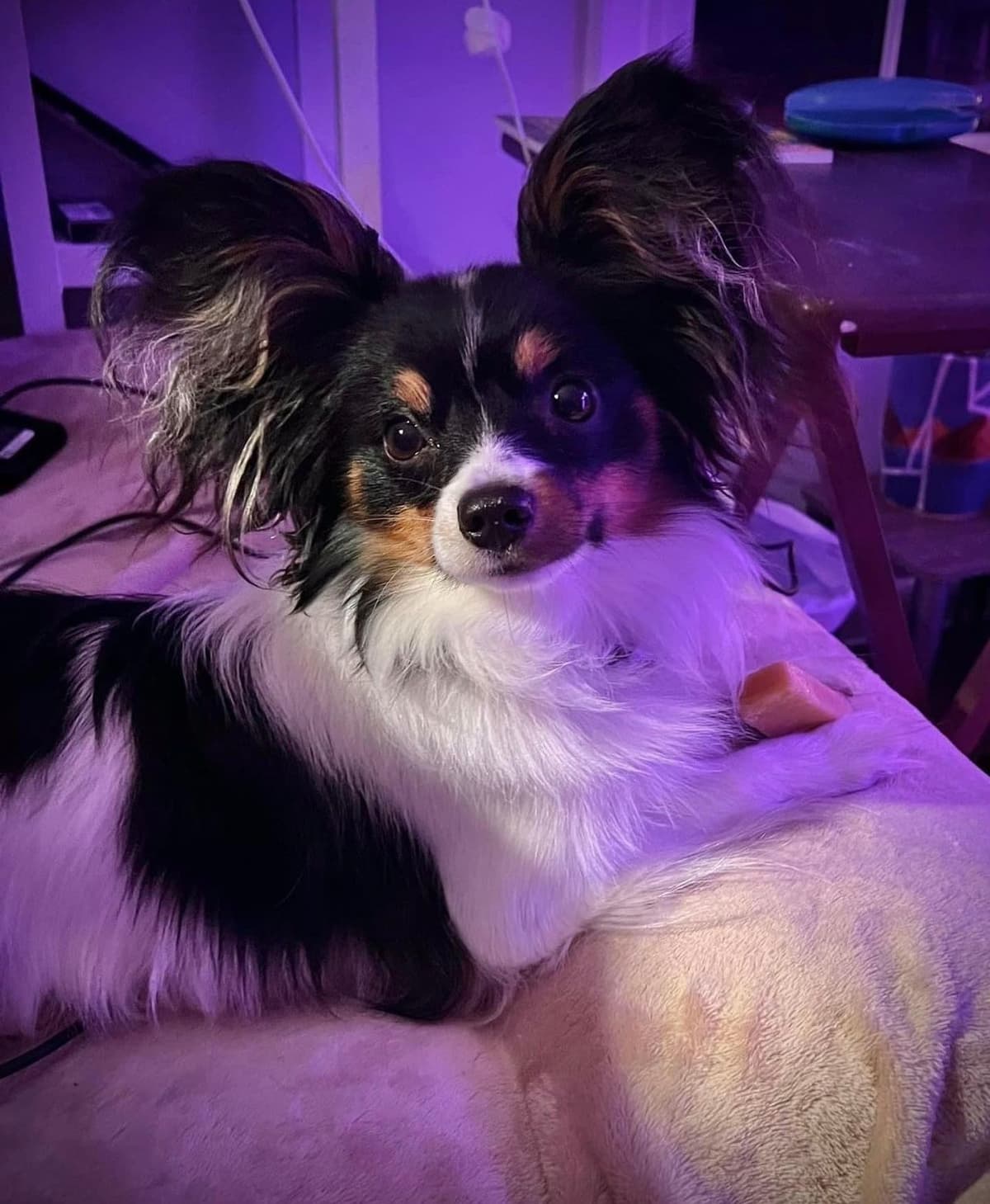 Papillon Puppies breeder image 15