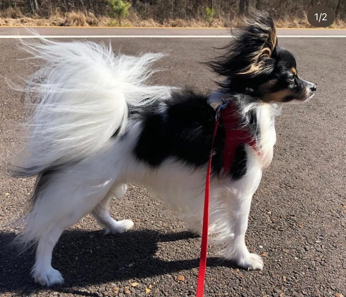 Papillon Puppies breeder image 14