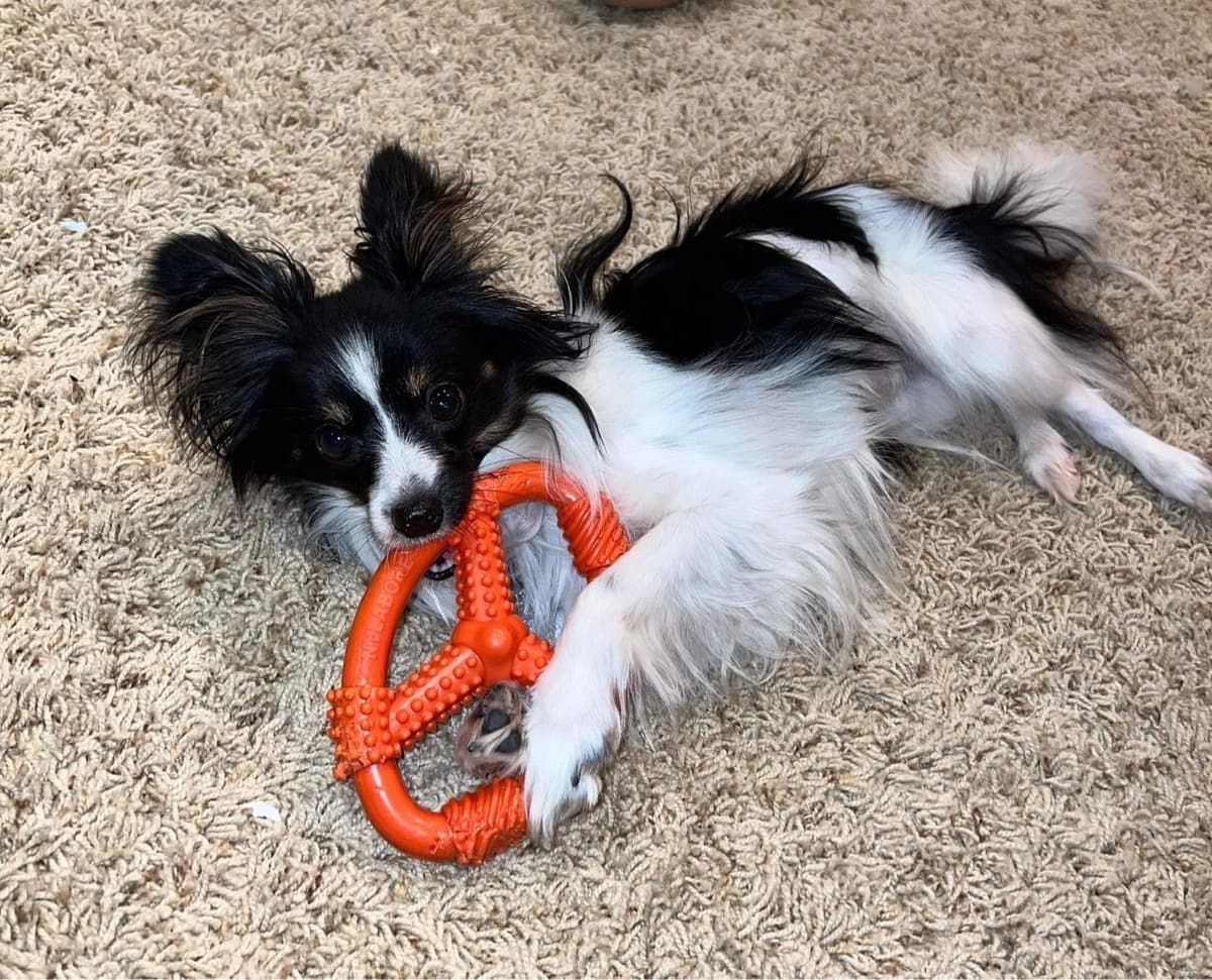 Papillon Puppies breeder image 17