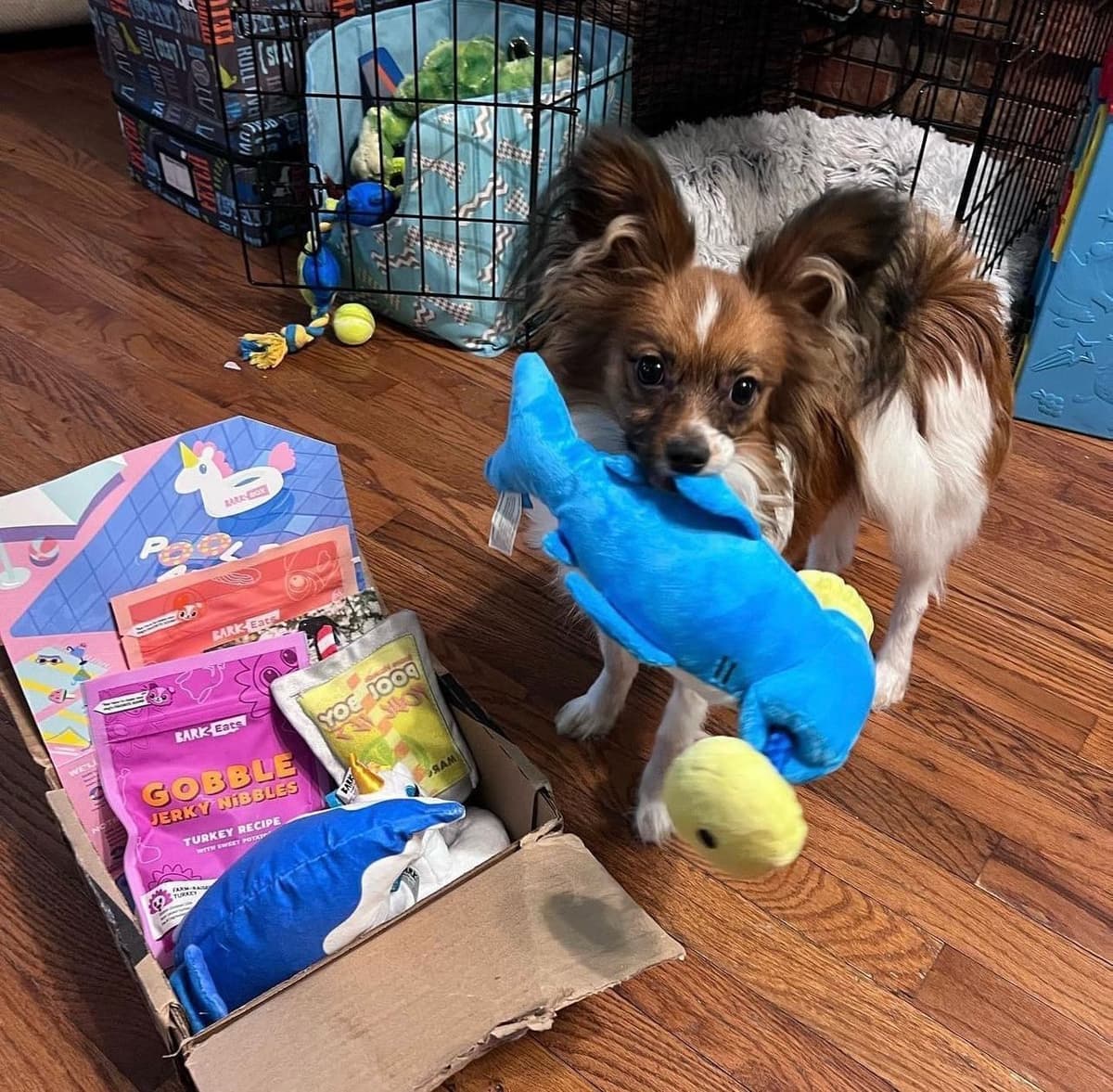 Papillon Puppies breeder image 16