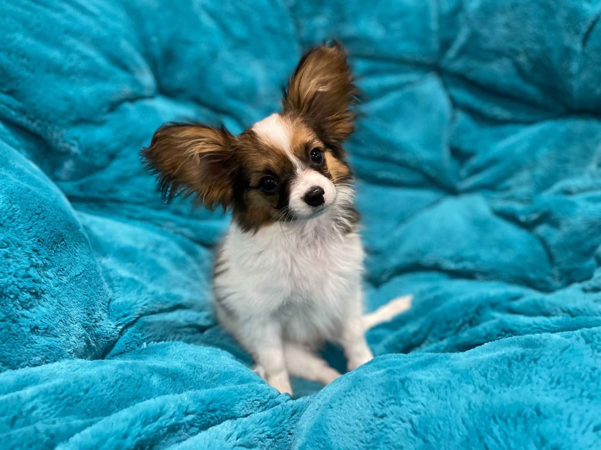Papillon Puppies breeder image 18