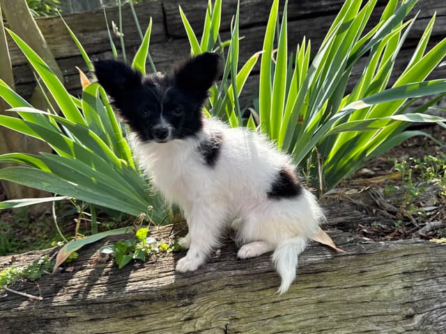 Papillon Puppies media 4