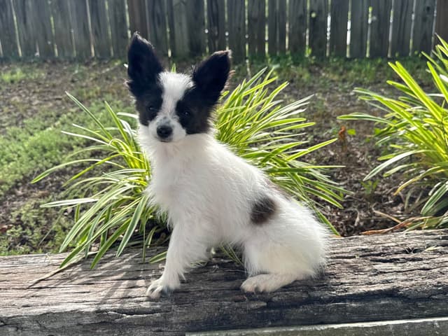 Papillon Puppies media 2
