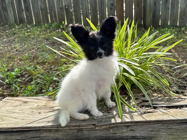 Papillon Puppies media 3