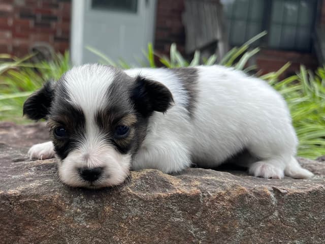 Papillon Puppies media 10