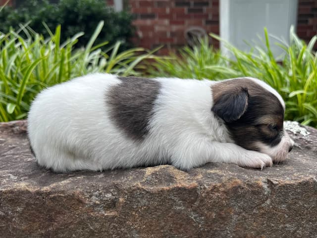 Papillon Puppies media 12